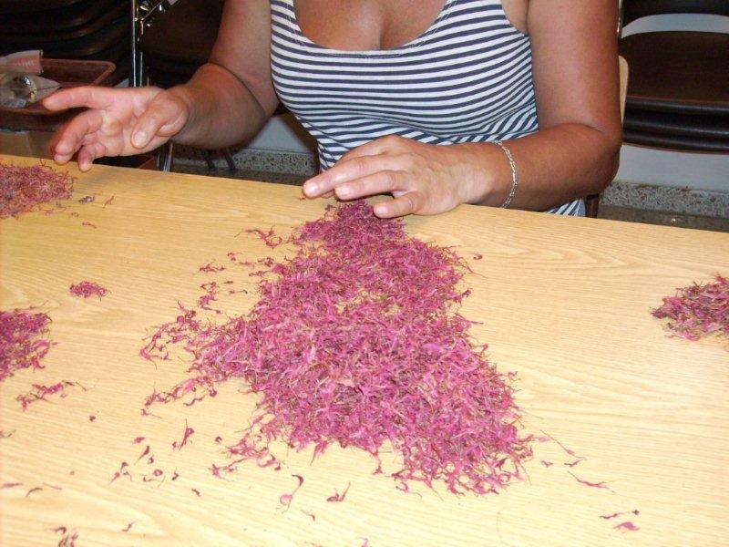 monarda ausklauben tafel 3